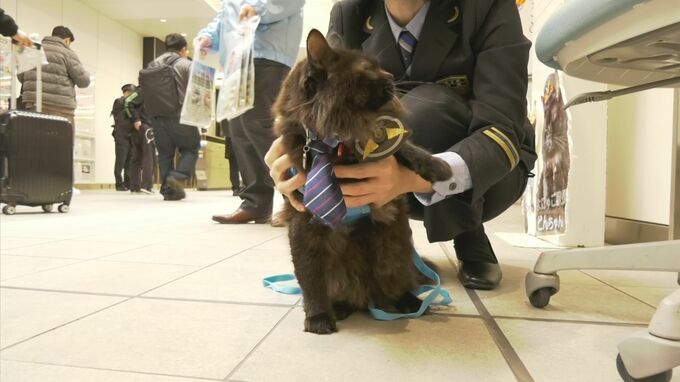 帰省ラッシュピーク　にゃんともかわいい「よにゃご駅長」がお出迎え　|　BSSニュース | BSS山陰放送
