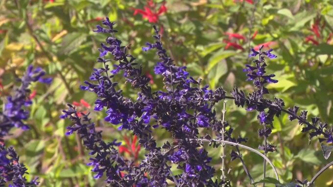 青紫と赤のコントラスト　セージの花見ごろ　|　BSSニュース | BSS山陰放送