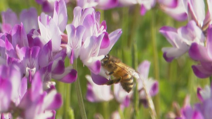 ミツバチもメロメロ？　一面ピンク色、満開のレンゲソウ　熊本・天草市　|　熊本のニュース｜RKK NEWS｜RKK熊本放送
