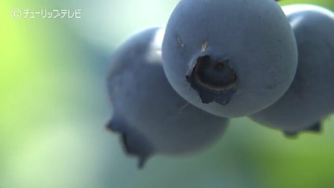 ブルーベリー召し上がれ！9日から摘み取り体験　生育順調でシーズン早まる　富山|TBS NEWS DIG