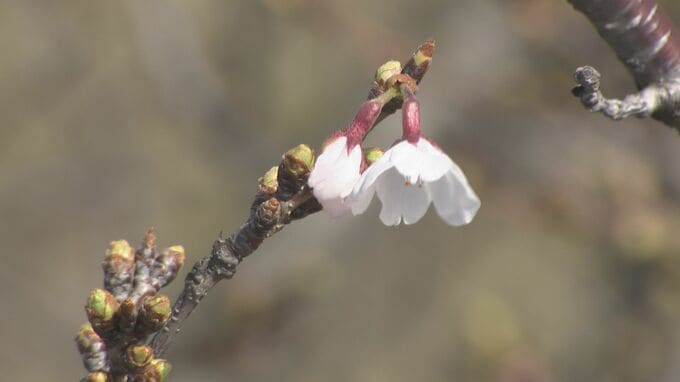 【速報】山口・下関でサクラ開花宣言　平年より4日早く　|　山口のニュース・天気・防災｜tys NEWS｜ｔｙｓテレビ山口