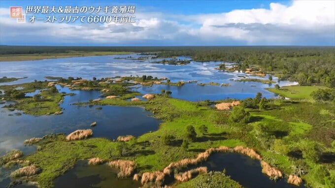 6600年前！世界最古のウナギ養殖場はオーストラリアにあった【世界遺産／バジ・ビムの文化的景観（オーストラリア）】|TBS NEWS DIG