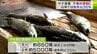 漁獲量激減の「サケ」11月上旬までの漁獲数は青森県全体で約5000尾…　対策どうすれば？　|　青森のニュース│ATV NEWS│青森テレビ