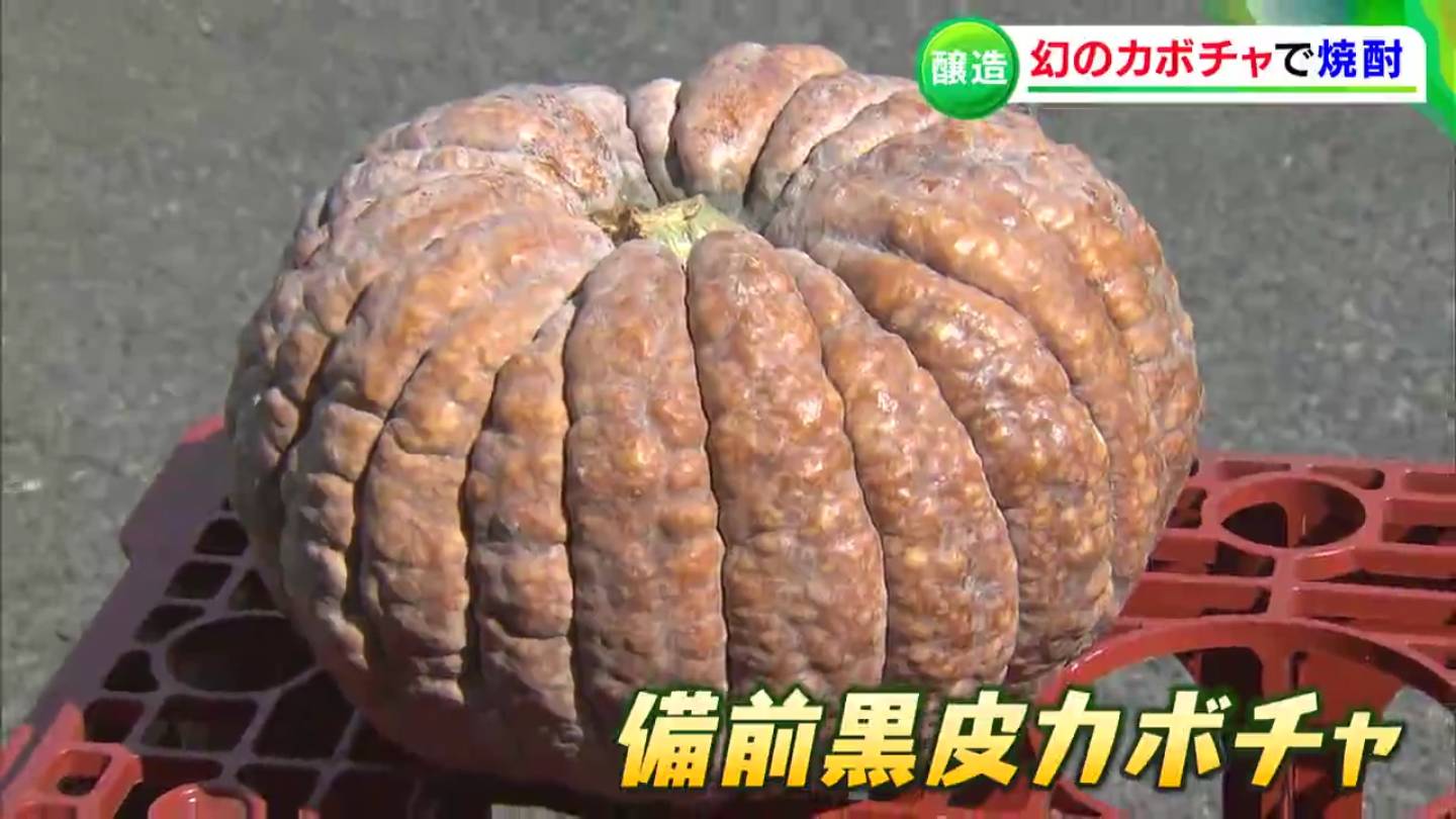 西洋カボチャの登場で生産が途絶えた「幻のカボチャ」復活を！ 酒造