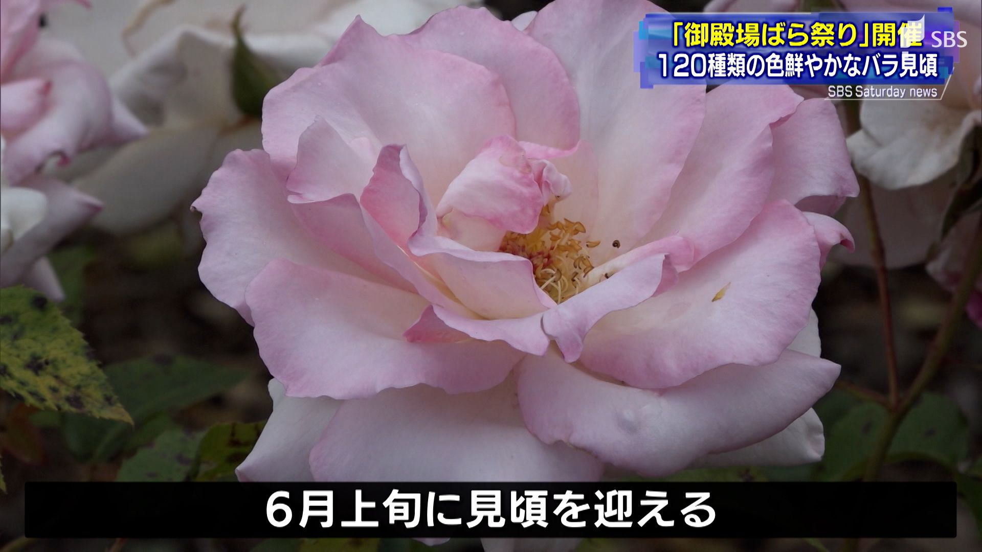 1種類1500株の色鮮やかなバラ 御殿場ばらまつり 静岡県 Sbs News 静岡放送 静岡県内ニュース 天気