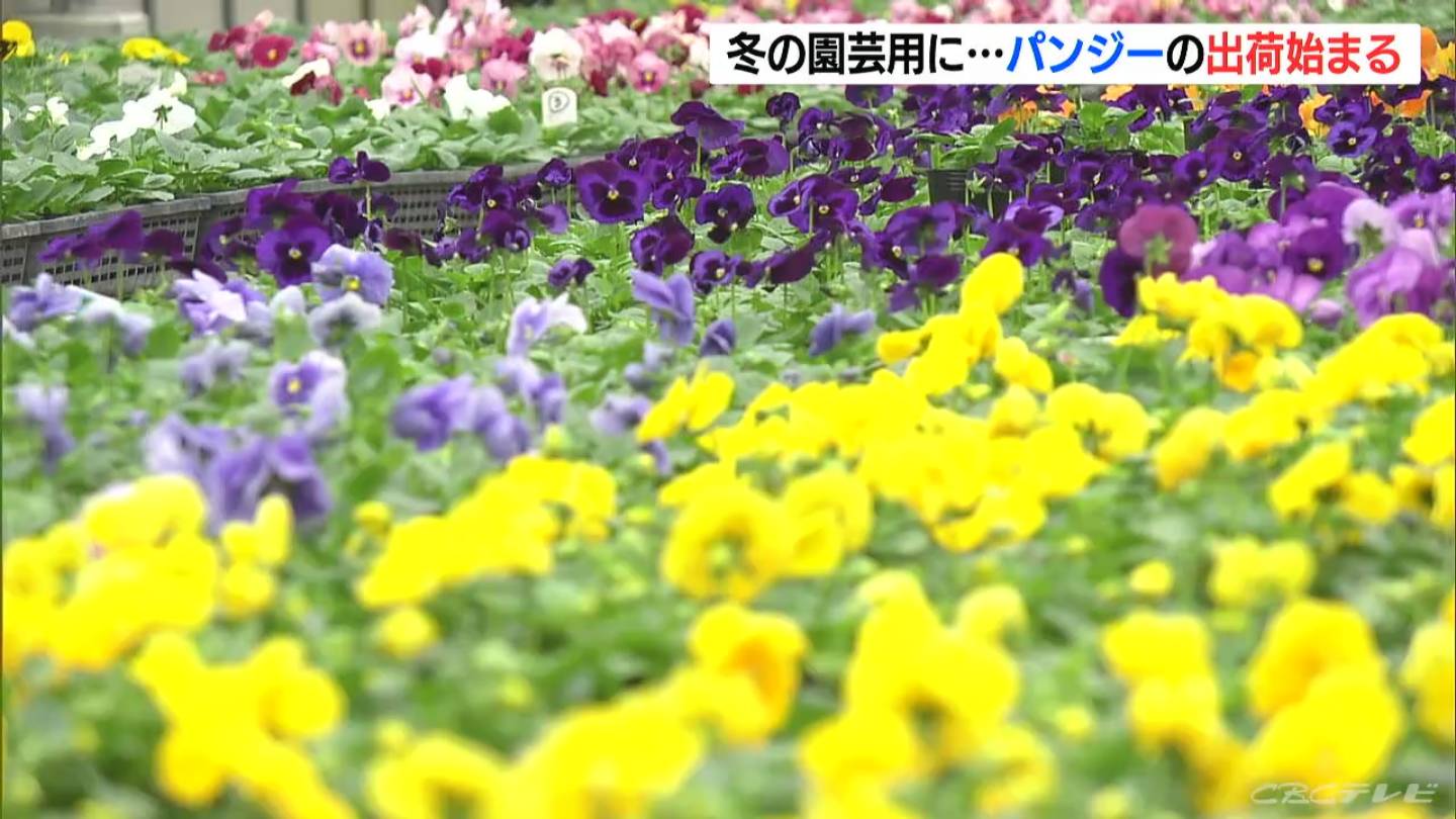 冬の花 パンジーの出荷始まる 時期をずらして種まきし花を切らさない工夫 18種類 三重 紀北町 東海地方のニュース Cbc News Cbc Web