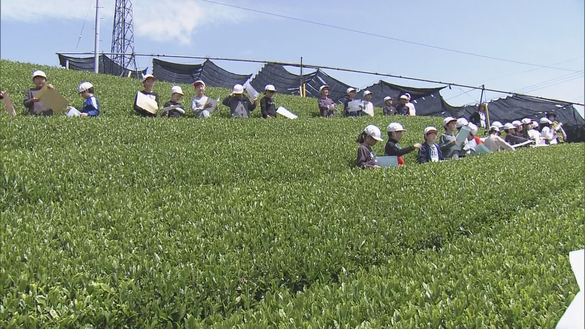 小学生らが｢伊勢茶｣手摘みの体験　郷土愛を深める地域学習の一環　三重・度会町