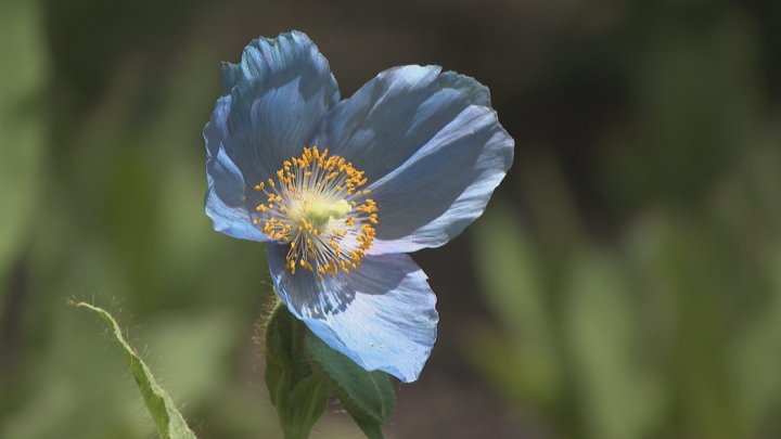 ヒマラヤの青いケシ」幻の青い花・メコノプシスが見頃迎える 山梨