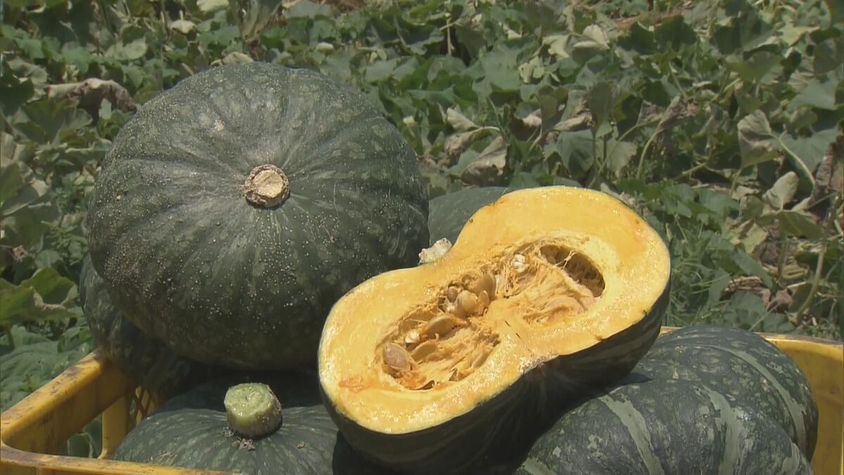 FRP製カボチャ 楽ほく丸｜カボチャ｜野菜種子｜畑作園芸分野｜商品情報｜雪印種苗株式会社