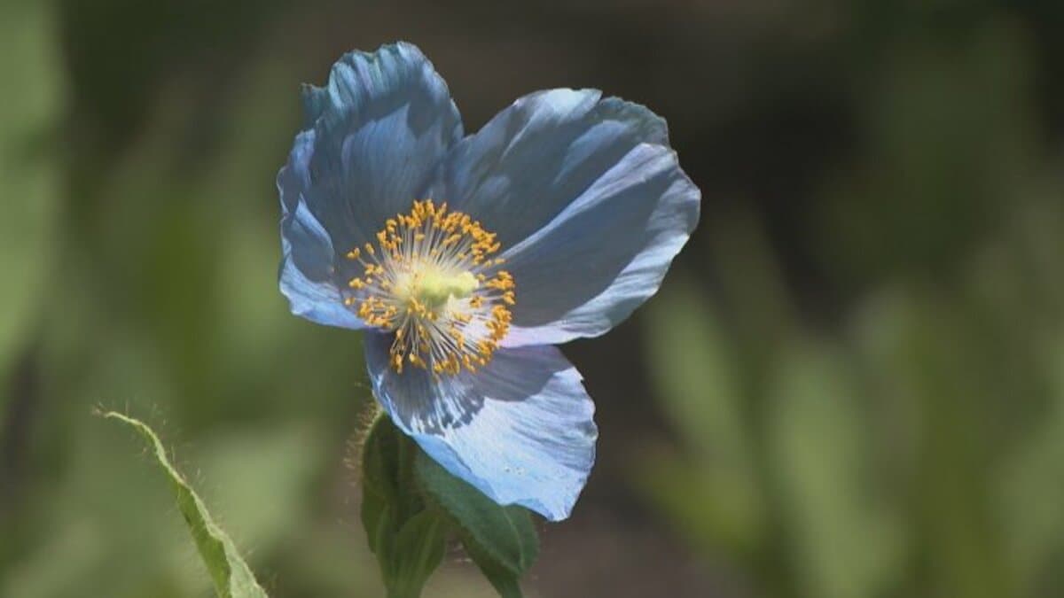 img_f9b84c49295431dc80bc389a2a