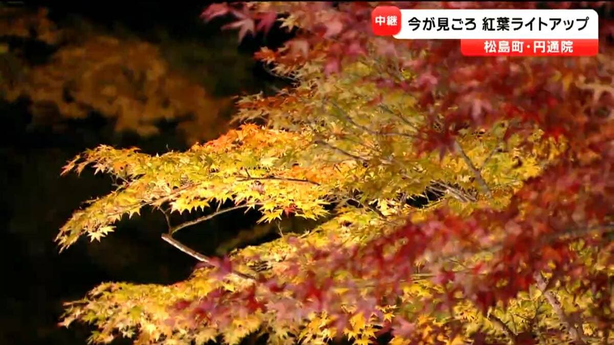 紅葉 様 中継】tbc西村美穂アナウンサーが松島・円通院の幻想的な夜の紅葉を