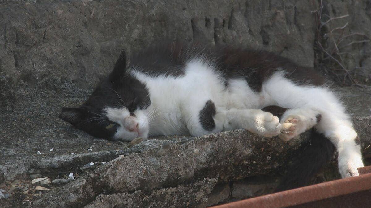 動物保護ボランティア団体を支援へ　大分県が目標200万円のクラファン開始　活動費として補てん