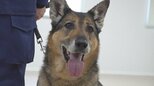 「余生はゆったり のんびり 穏やかに」警察犬「キューラ号」退任式　8年間で300件以上の事件や行方不明者の捜索に出動　山梨県警|TBS NEWS DIG