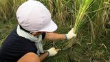 「ジャリジャリいうのが楽しい」小学生が稲刈り体験　自分たちで植えた “あきたこまち”　12月には餅つきも【岡山】　|　岡山・香川のニュース | 天気 | RSK山陽放送
