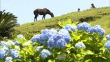 初夏の訪れ 約1万本の都井岬のアジサイが咲き始める | MRTニュース | MRT宮崎放送