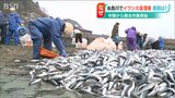 50人が1匹ずつ水洗いし袋詰め イワシ大量漂着で“果てなき”回収作業「焼却炉で燃やすので…」|TBS NEWS DIG