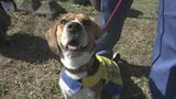 デビュー9か月!全国にたった3匹のシロアリ探知犬・リッキー 人懐っこい愛され犬、「夏目漱石の家」で任務に挑む | 熊本のニュース|RKK NEWS|RKK熊本放送