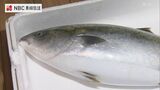 長崎の水産業を再生、そして成長させるプロジェクト「ながさきBLUEエコノミー」【長崎NEXTスタイル】 | 長崎のニュース | 天気 | NBC長崎放送