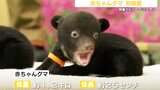 生後50日 クマの赤ちゃん初披露「めっちゃかわいい」 熊本・阿蘇市 | 熊本のニュース|RKK NEWS|RKK熊本放送