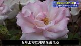 120種類1500株の色鮮やかなバラ  御殿場ばらまつり（静岡県）|TBS NEWS DIG