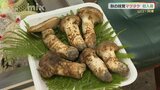 秋の味覚の王様！まつたけ初入荷　最盛期は10月中旬|TBS NEWS DIG