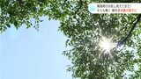 梅雨明けの兆し見えてきた! セミも鳴く夏本番の暑さに | 高知のニュース・天気|KUTV NEWS | KUTVテレビ高知