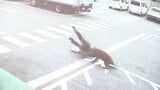 「飛びかかるように乗っていた」 イノシシに襲われ50~80代の男性4人ケガ 突進してくる様子が防犯カメラに… 愛知・豊田市|TBS NEWS DIG