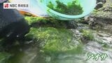 早春を告げる　アオサ採り　長崎県五島市の海岸|TBS NEWS DIG