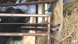 【続報】重さ400~500kgの牛に踏まれた可能性「牛に頭突きされた」顔から流血の66歳の男性死亡の牛舎での作業事故 1人で牛の健康状態の確認作業中だったか 青森県つがる市 | 青森のニュース│ATV NEWS│青森テレビ