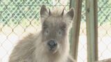 名古屋に現れた「ニホンカモシカ」昨夜山に放される 獣医が健康状態に問題ないと確認 | 名古屋・愛知・岐阜・三重のニュース【CBC news】 | CBC web