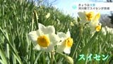 この時期らしい冷え込みの中、河川敷に澄んだ白の花びら スイセンが見頃 | 高知のニュース・天気|KUTV NEWS | KUTVテレビ高知