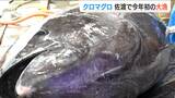 「半分諦めの境地だった みんな喜んでいますよ」海のダイヤ『クロマグロ』今年一番の大漁に沸く佐渡|TBS NEWS DIG