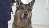 「余生はゆったり のんびり 穏やかに」警察犬「キューラ号」退任式　8年間で300件以上の事件や行方不明者の捜索に出動　山梨県警|TBS NEWS DIG