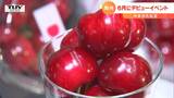 500円玉よりも大きい“さくらんぼ”「やまがた紅王」６月にデビューイベント　|　山形のニュース│TUYテレビユー山形