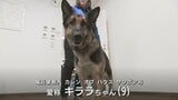 そっちにおる！と走る犬…出動から30分で保護　お手柄シェパードに感謝状　行方不明の80代女性の発見に貢献　富山|TBS NEWS DIG