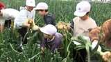 延岡特産「空飛ぶ新玉ネギ」 地元の小学生が収穫体験|TBS NEWS DIG