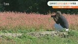 「和やかな気持ちになり開放的で良いな」コスモスと赤ソバの花が咲き誇る 大分 | 大分のニュース|OBS NEWS|大分放送