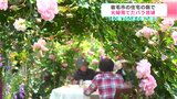 住宅街に漂う甘い香り 高知県宿毛市の住宅の庭で200本のバラが満開 | 高知のニュース・天気|KUTV NEWS | KUTVテレビ高知
