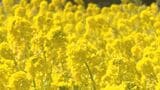 早咲きの菜の花「寒咲花菜」見ごろ 早春を彩る 大分・日出町 | 大分のニュース|OBS NEWS|大分放送