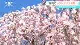 飯田市の樹齢350年と言われる一本桜　シダレザクラが満開に　「麻績の里舞台桜」で親しまれる|TBS NEWS DIG