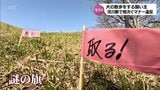 「なるべく芝のところは歩かないようにしている」謎の旗とイエローチョークで対策 フン放置に問われる飼い主のモラル | MRTニュース | MRT宮崎放送