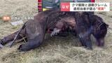クマ駆除に過剰クレーム「ただクマを殺しているだけだ」ハンターを特定し非難するケースも“筋違いの批判”があぶり出す不満の発散 | 北海道のニュース|HBC北海道放送