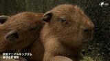 「かわいい!」カピバラ赤ちゃん、愛らしい姿が早くも人気=静岡・東伊豆町|TBS NEWS DIG