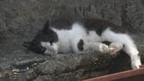 動物保護ボランティア団体を支援へ 大分県が目標200万円のクラファン開始 活動費として補てん | 大分のニュース|OBS NEWS|大分放送