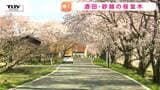 北には鳥海山、南には月山...酒田市の "知る人ぞ知る桜並木" が見ごろ　桜と〇〇のコラボレーションが絶景！（山形）|TBS NEWS DIG