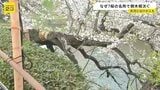 桜の木が根元から折れ…東京・千代田区の千鳥ヶ淵で倒木　世田谷区の砧公園でも|TBS NEWS DIG