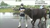 “和牛五輪”目指し ウシに愛情注ぐ 高校生たちの“青春” |TBS NEWS DIG