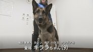 そっちにおる!と走る犬…出動から30分で保護 お手柄シェパードに感謝状 行方不明の80代女性の発見に貢献 富山 | 富山のニュース|天気・防災|チューリップテレビ