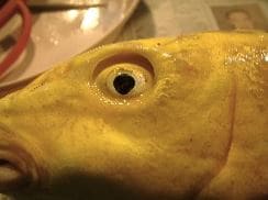 「コイヘルペス」今年度初の確認　連日の暑さによる水温上昇が影響か　同じ池のコイの移動禁止を命令　長野・大桑村　|　SBC NEWS | 長野のニュース | SBC信越放送