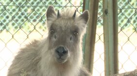 名古屋の住宅街に｢ニホンカモシカ｣出没  国の特別天然記念物   膠着状態が続く…  目撃しても近づかないで|TBS NEWS DIG
